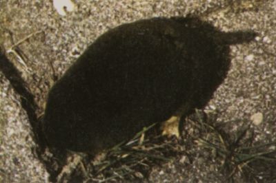 Operation 'Talpa europaea'